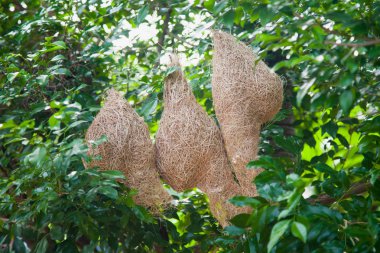 Üç boş kuş yuva ağaç dal yeşil yapraklarla kaplı