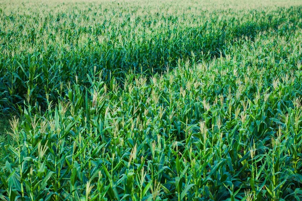 Зеленое кукурузное поле . — стоковое фото