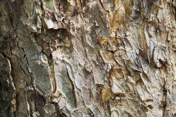 Casca de árvore no fundo — Fotografia de Stock
