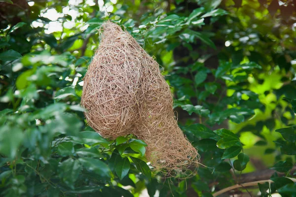 Empty bird nest on a tree branch covered with green leaves