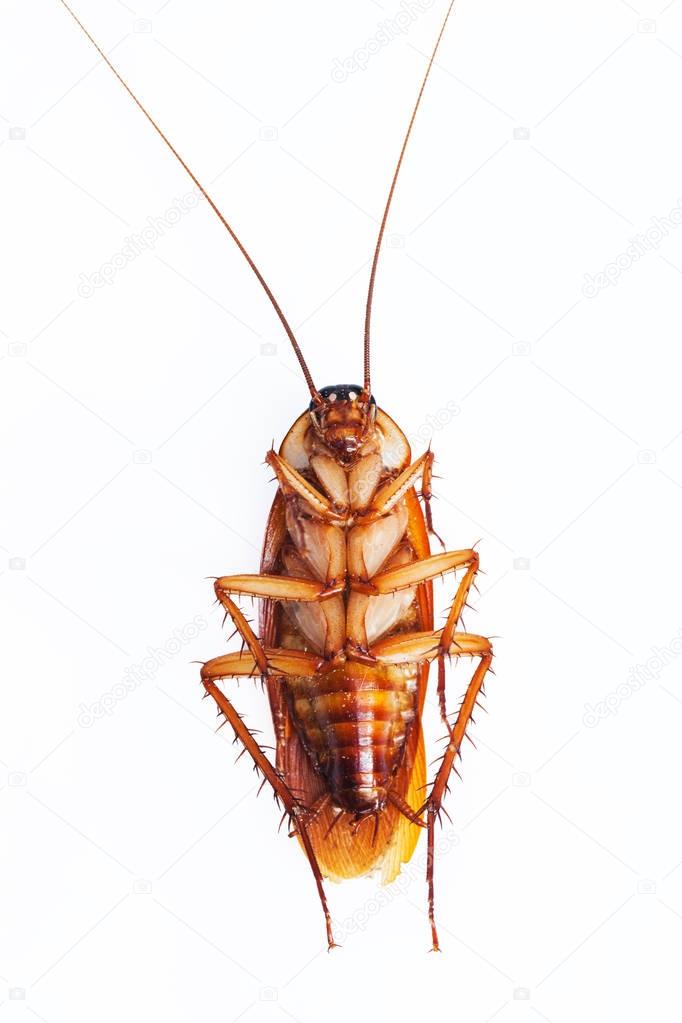 Dead cockroach on white background 