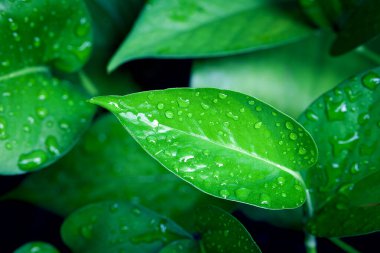 Sabah yaprağın üzerindeki çiy damlası güneş ışığıyla