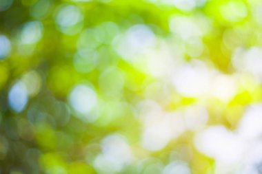 Arka planda doğa kullanımına sahip bulanık yeşil yapraklar