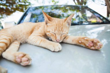 Çizgili sarı safkan kedi arabada uyuyor.