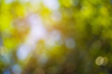 Arka planda doğa kullanımına sahip bulanık yeşil yapraklar