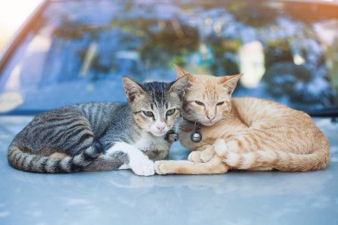 Çizgili sarı safkan kediler arabada uyuyor.