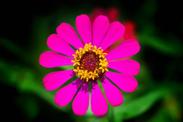 Close Pink Flower Shallow Depth Field — Stock Photo, Image