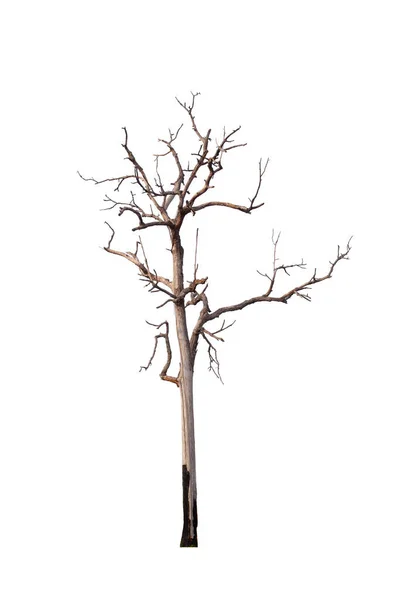 Suchý Strom Izolovaný Bílém Pozadí Stock Obrázky