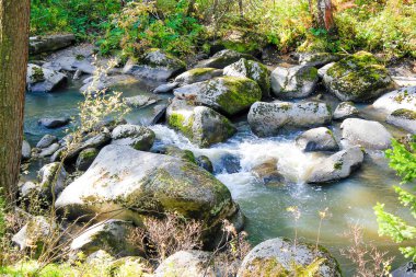 Dağ nehir orman ile