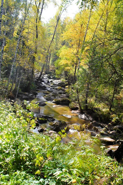 Gebirgsfluss mit Wald — Stockfoto