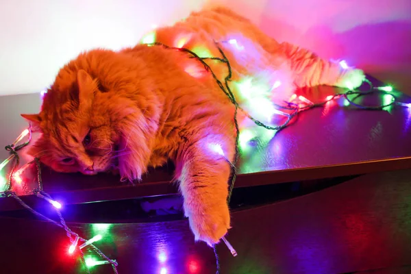 Çelenk içinde kedi