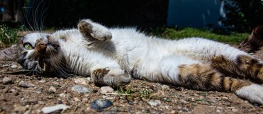 Pis, yalnız, yaramaz kedi.