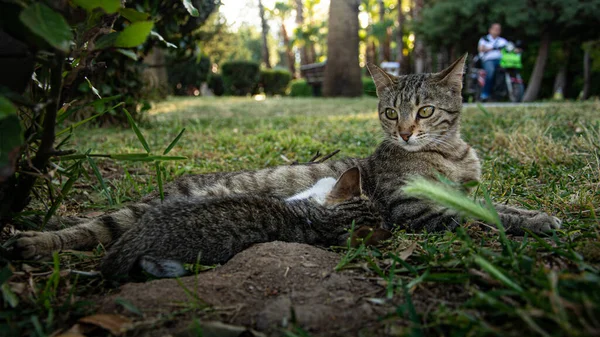 妈妈喂她的小猫 — 图库照片