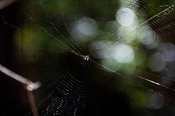 Peligrosa Web Spide Bosque — Foto de Stock