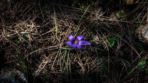 Fleur Violette Dans Forêt — Photo