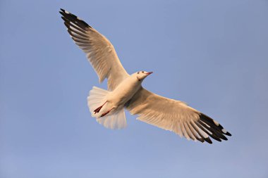 Mavi gökyüzünde uçan martılar  