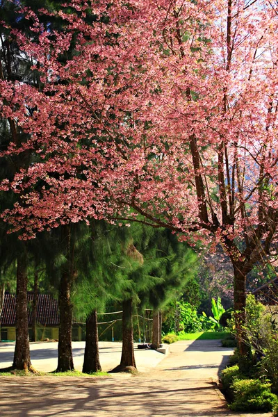 Wild Himalayan Cherry Landscape Doi Ang Khang Chiang Mai Ταϊλάνδη — Φωτογραφία Αρχείου