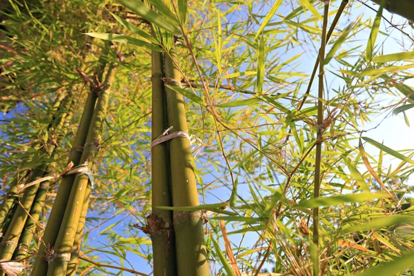 Güneş ışığındaki yeşil bambu ağaçları koruluğu. Arka arkaya genç yeşil bambu gövdeleri.