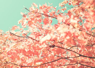 Vintage sonbahar yaprakları