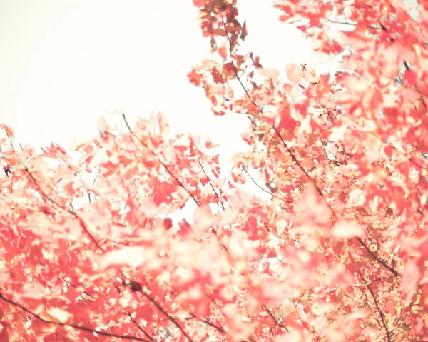 ヴィンテージの秋の紅葉 — ストック写真