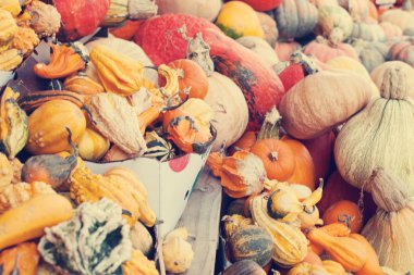 Vintage kabak - sonbahar hasat