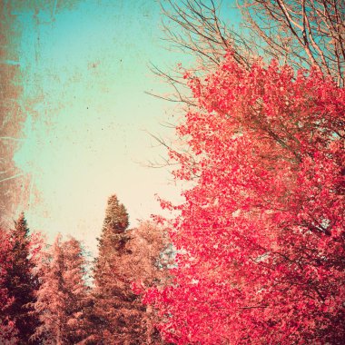 Dokulu sonbahar yaprakları