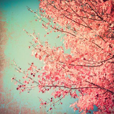 Dokulu sonbahar yaprakları