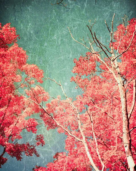 テクスチャの秋の紅葉 — ストック写真