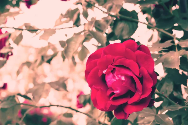 Rose a Parigi — Foto Stock