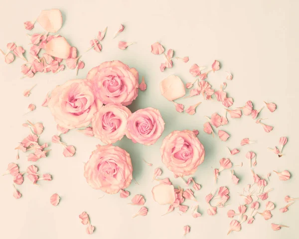 Roses and petals — Stock Photo, Image