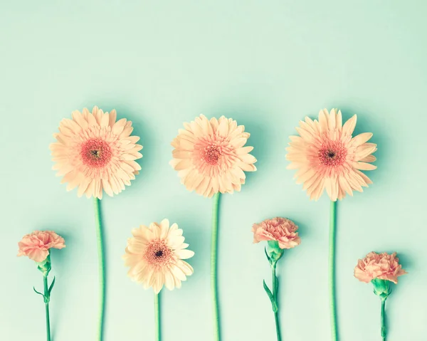 Marguerites et œillets — Photo