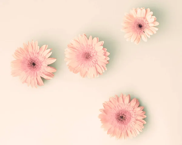 Four pink daisies — Stock Photo, Image