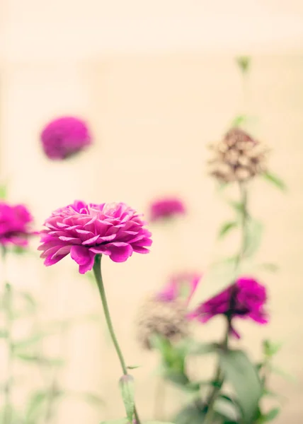 Flores vintage en un jardín — Foto de Stock