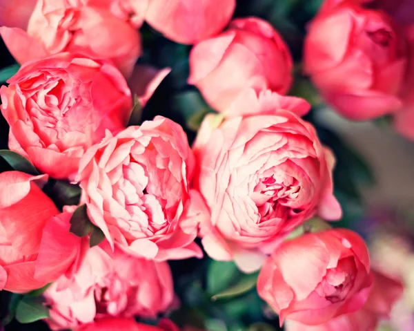 Peônias rosa vintage — Fotografia de Stock