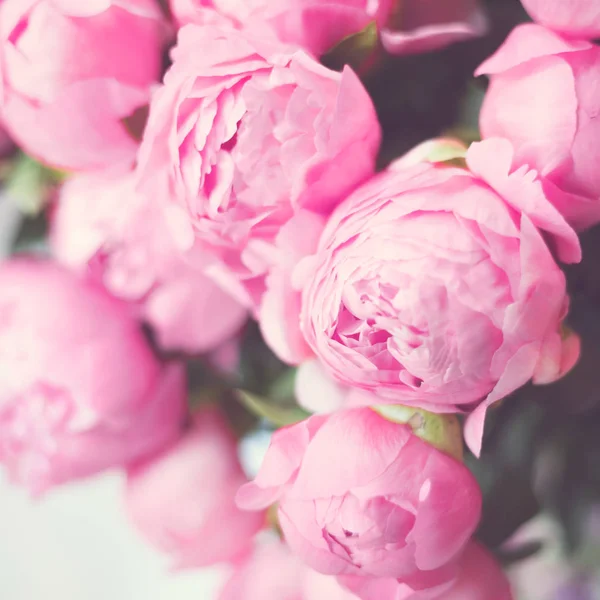 Vintage pink peonies — Stock Photo, Image