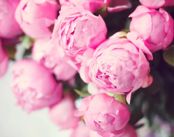 Vintage pink peonies — Stock Photo, Image