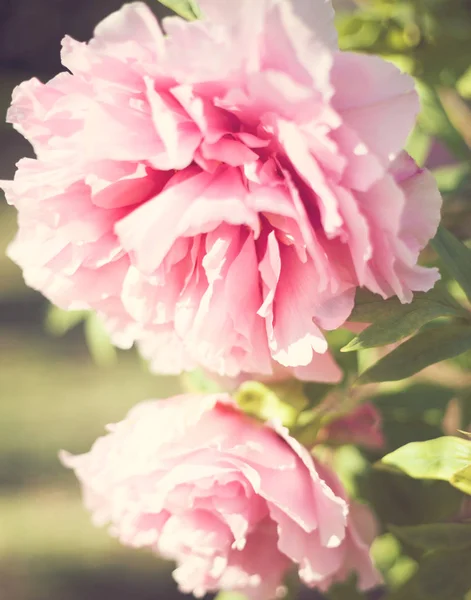 Peonías rosadas vintage — Foto de Stock