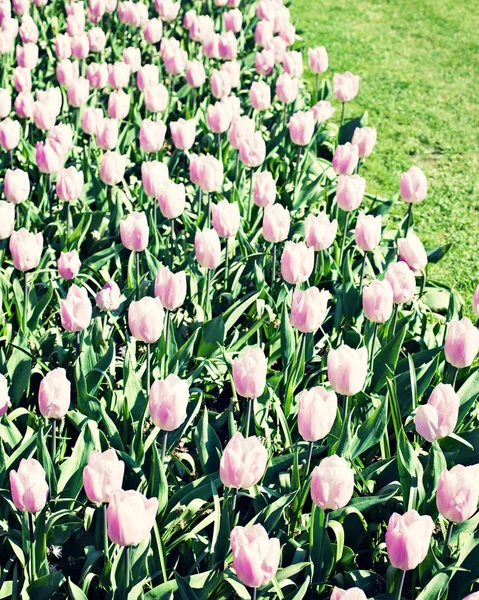 Tulipani d'epoca in un giardino — Foto Stock