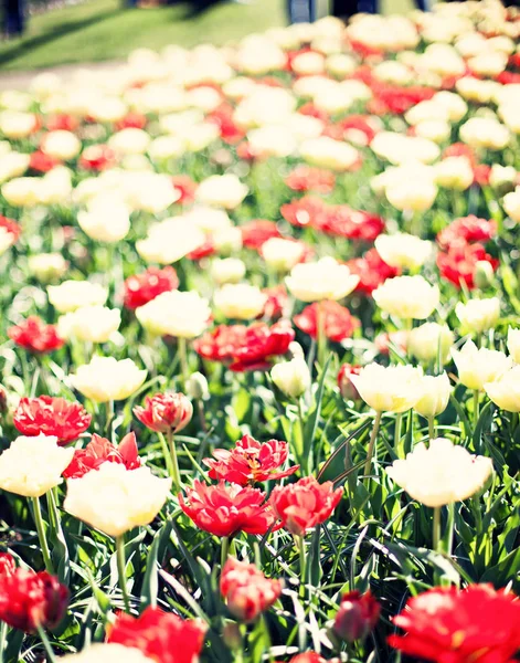 Tulipanes vintage en un jardín — Foto de Stock