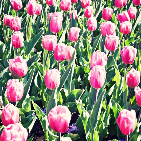 Tulipanes vintage en un jardín — Foto de Stock