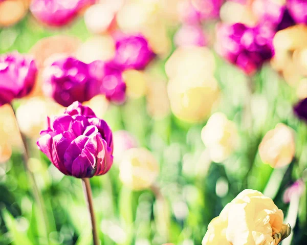 Vintage tulipány v zahradě — Stock fotografie