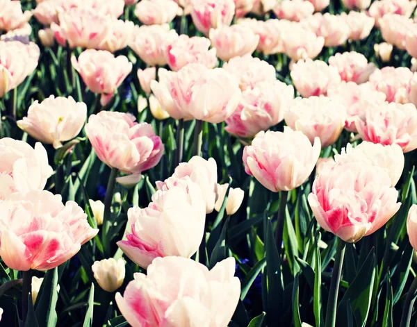 Vintage tulips in a garden — Stock Photo, Image
