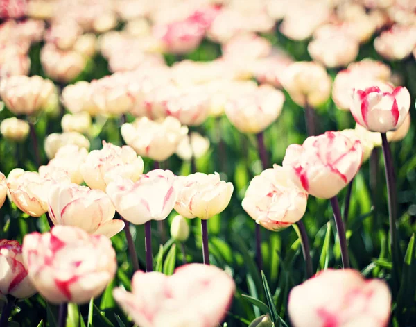 Vintage tulips in a garden — Stock Photo, Image