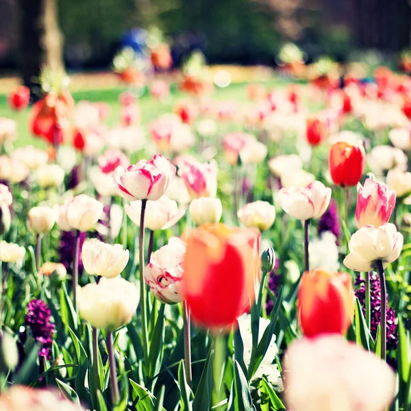 Tulipani d'epoca in un giardino — Foto Stock