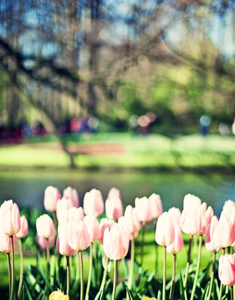 Tulipani d'epoca in un giardino — Foto Stock