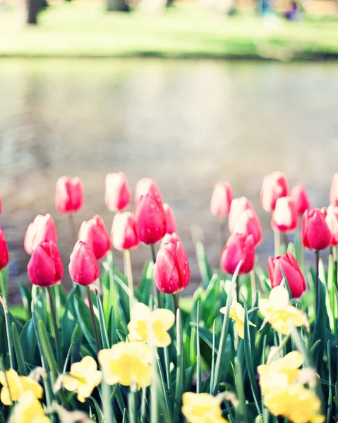 Tulipani d'epoca in un giardino — Foto Stock