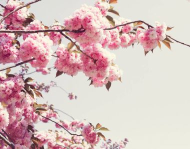 Vintage kiraz çiçekleri