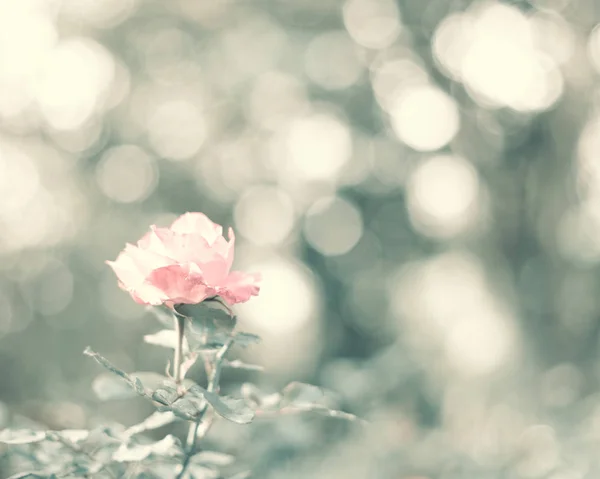 Винтажная роза в саду — стоковое фото