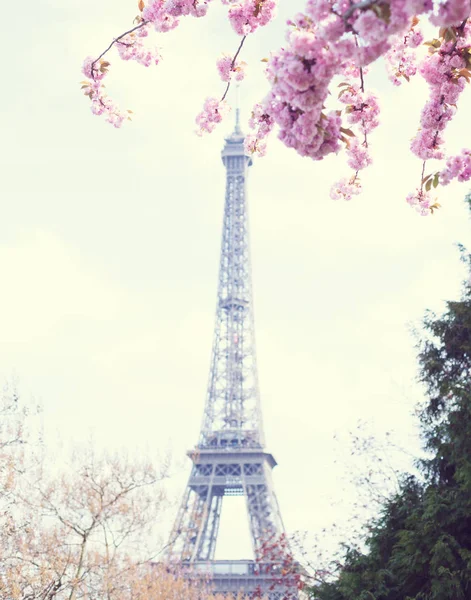 Torre Eiffel e flores de cereja — Fotografia de Stock