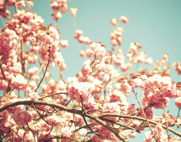 빈티지 벚꽃 — 스톡 사진